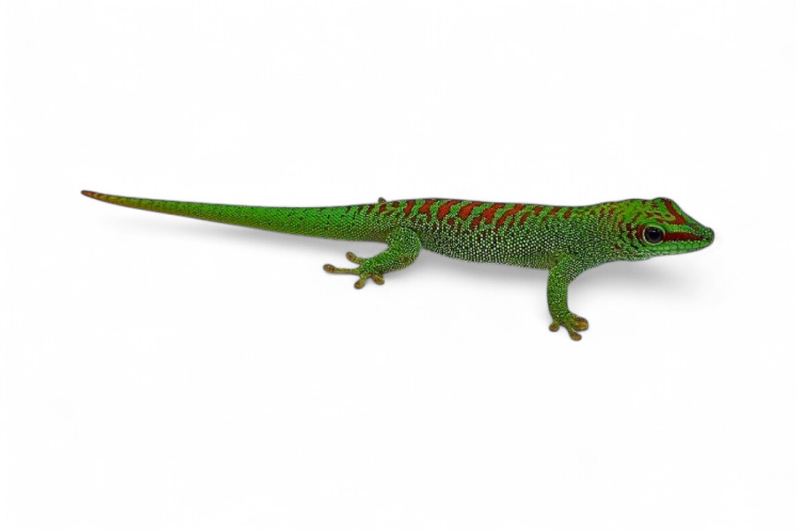 Phelsuma grandis, "high red", juvénile