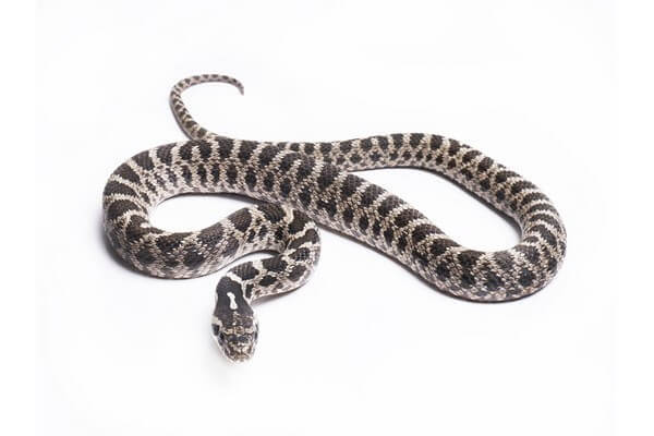 Elaphe quatuorlineata, juvénile Elaphe quatuorlineata, juvénile