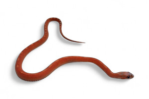 Pantherophis guttatus,...