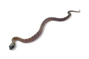 Pantherophis guttatus,...