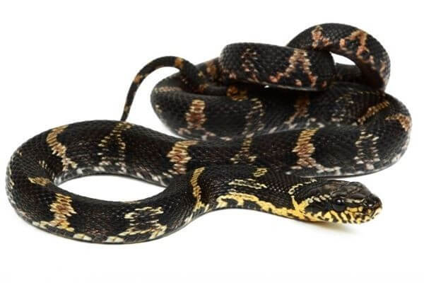Elaphe schrenckii Elaphe schrenckii