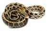 Elaphe (Orthriophis) taeniura friesei