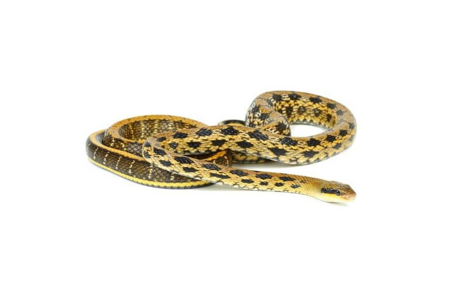 Elaphe (Orthriophis) taeniura friesei, moyenne Elaphe (Orthriophis) taeniura friesei, moyenne