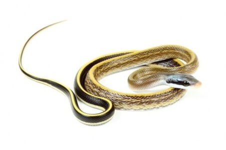 Elaphe (Orthriophis) taeniura ridleyi