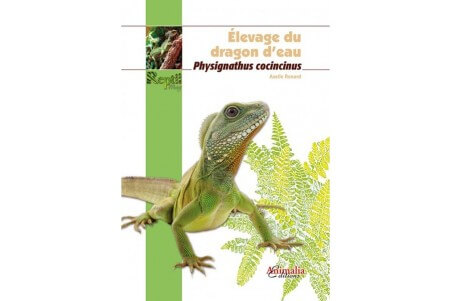 Élevage du dragon d'eau - Physignathus cocincinus