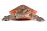Emydura subglobosa, femelle adulte