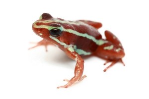 Epipedobates tricolor