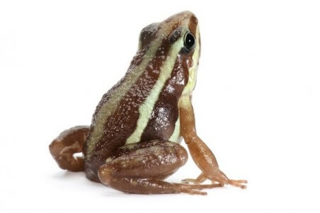 Epipedobates tricolor