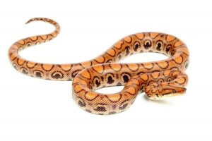 Epicrates cenchria cenchria