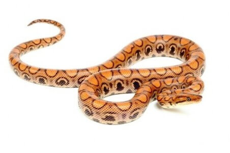 Epicrates cenchria cenchria