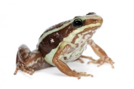 Epipedobates anthonyi