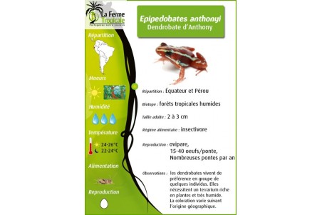 Epipedobates anthonyi