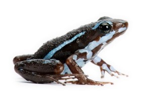 Epipedobates tricolor, Rio Saladillo