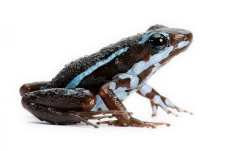 Epipedobates tricolor, Rio Saladillo