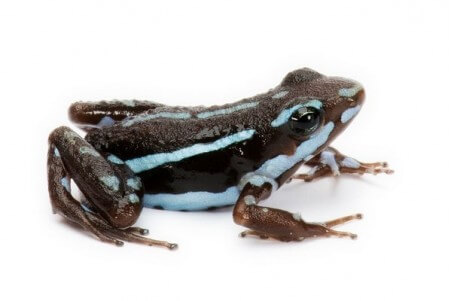 Epipedobates tricolor, Rio Saladillo