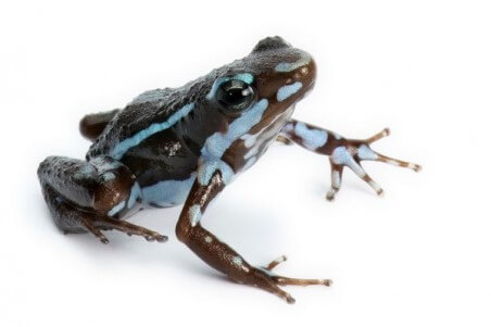Epipedobates tricolor, Rio Saladillo