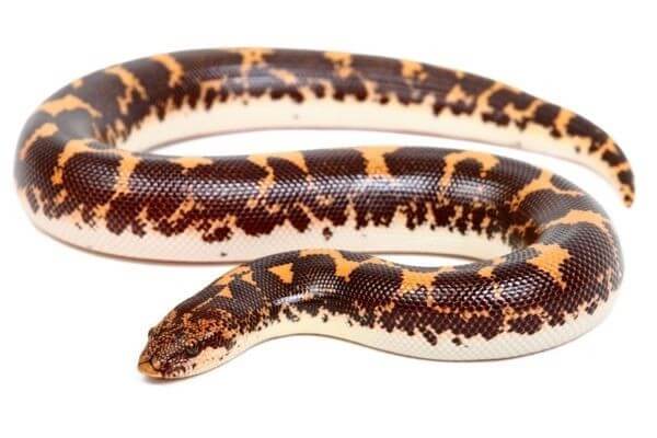 Eryx (Gongylophis) colubrinus loveridgei Eryx (Gongylophis) colubrinus loveridgei