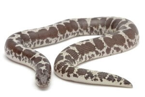 Eryx (Gongylophis)...