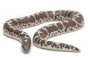 Eryx (Gongylophis) colubrinus loveridgei, anérythristique