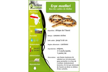 Eryx (Gongylophis) muelleri