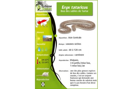 Eryx tataricus