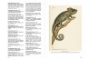 L'étymologie des noms scientifiques des lézards iguaniens - iguanes, agames et caméléons