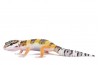 Eublepharis macularius