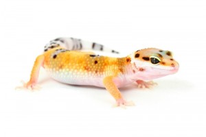 Eublepharis macularius, hypo tangerine