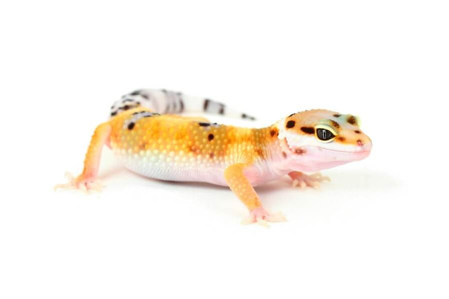 Eublepharis macularius, hypo tangerine