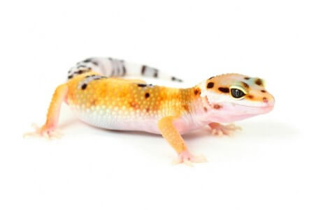 Eublepharis macularius, hypo tangerine