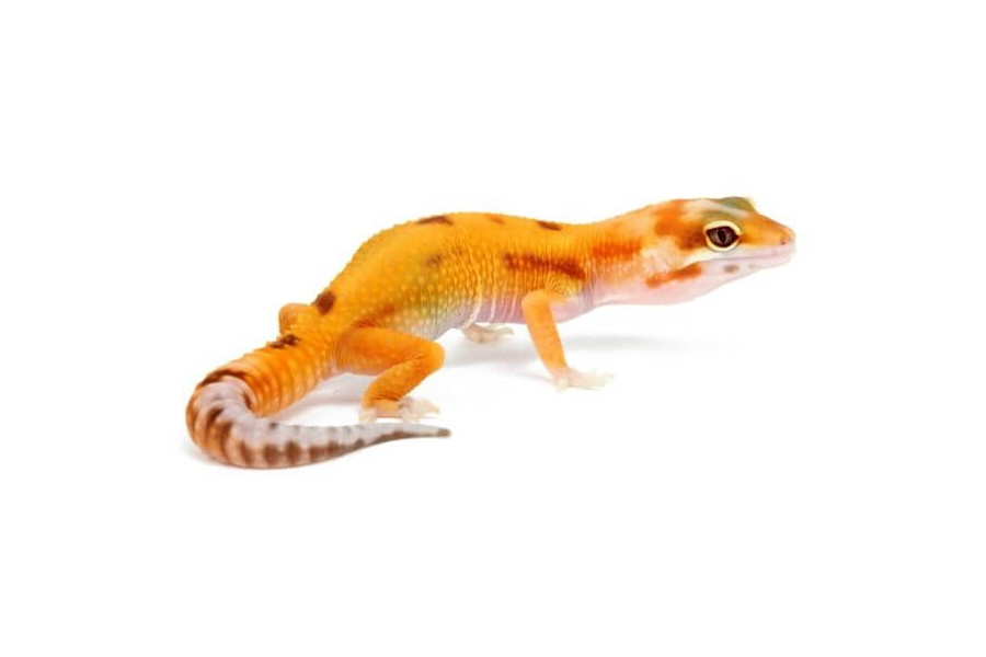 Eublepharis macularius, raptor, juvénile Eublepharis macularius, raptor, juvénile