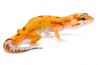 Eublepharis macularius, raptor, juvénile
