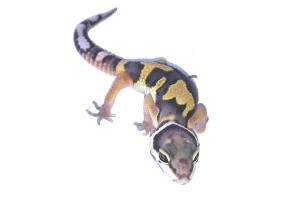 Eublepharis macularius, jungle