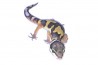 Eublepharis macularius, jungle