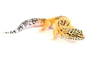 Eublepharis macularius, tangerine hypomélanistic, juvénile