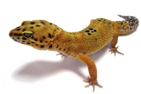 Eublepharis macularius, mandarin tangerine
