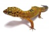 Eublepharis macularius, mandarin tangerine