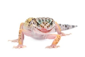 Eublepharis macularius, adulte