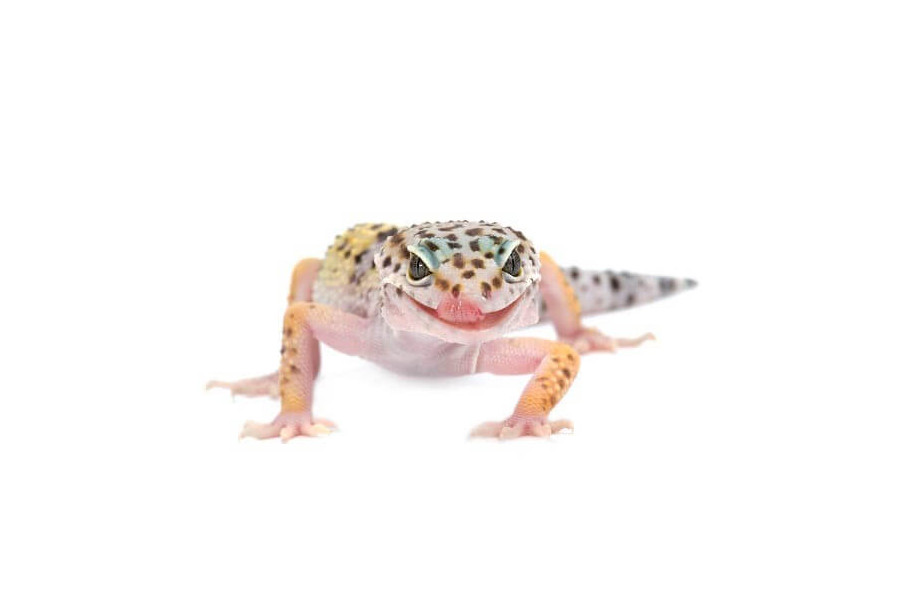 Eublepharis macularius, adulte