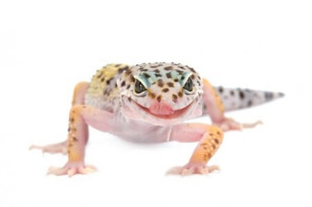 Eublepharis macularius, adulte