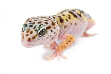 Eublepharis macularius, adulte