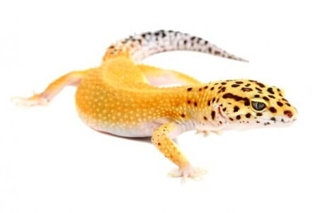 Eublepharis macularius, super hypo tangerine, juvénile