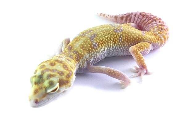 Eublepharis macularius, tremper Eublepharis macularius, tremper