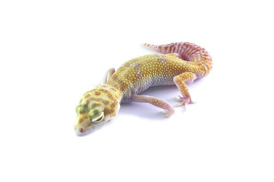 Eublepharis macularius, tremper