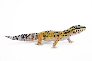 Eublepharis macularius, adulte