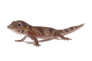 Eurydactylodes agricolae