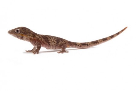 Eurydactylodes agricolae