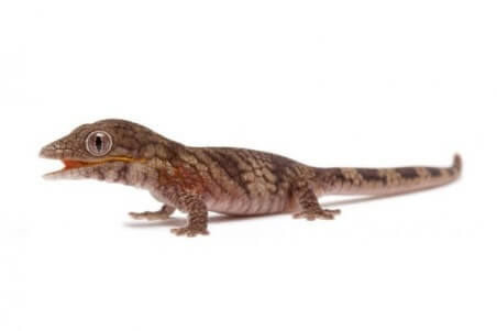 Eurydactylodes agricolae