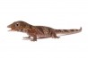 Eurydactylodes agricolae