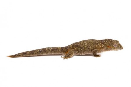 Eurydactylodes agricolae